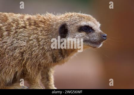 Wunderschönes Erdmännchen-Nahporträt, das Gesichtszüge in feinen Details und die Textur seines dicken Fells zeigt. Stockfoto