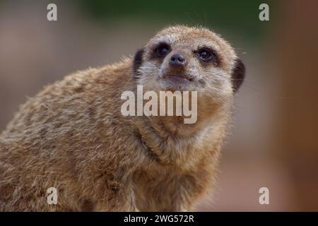 Klassisches, detailliertes Erdmännchen-Porträt in Nahaufnahme mit niedlichen, detaillierten Gesichtszügen. Stockfoto