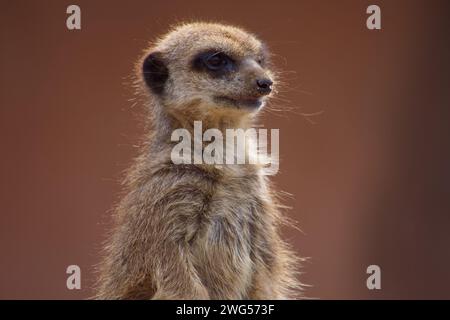 Nahaufnahme Erdmännchen Porträt, das seine Kurspur und Gesichtshaare zeigt. Stockfoto