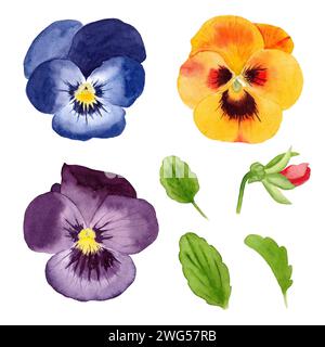 Set von Aquarellstiefmütterchen. Handgezeichnete Illustration auf weißem Hintergrund. Frühlingsblumen Stockfoto