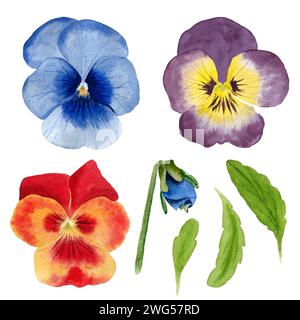 Aquarellset mit Stiefmütterchen, Blättern und Knospen. Botanische Illustration auf isoliertem weißem Hintergrund Stockfoto