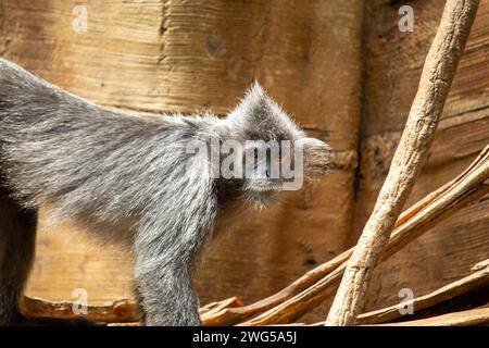 Eleganter Silberblattaffe, Trachypithecus cristatus, schmückt die Baumkronen der südostasiatischen Wälder mit seinem silbernen Fell und seiner fesselnden Präsenz. Stockfoto