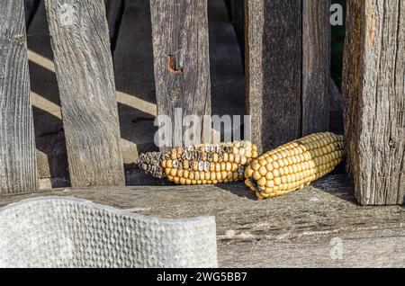 Maiskolben in einem alten Holzlager Stockfoto