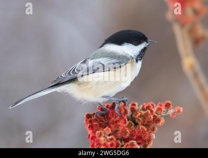 Schwarzhügelige Chickadee, die auf roten Früchten des Staghorn Sumac Strauchs steht Stockfoto