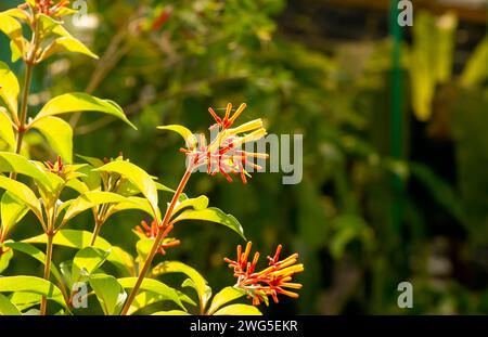 Nahaufnahme der orangen Hamelia Papilloma Blüten im Garten. Stockfoto