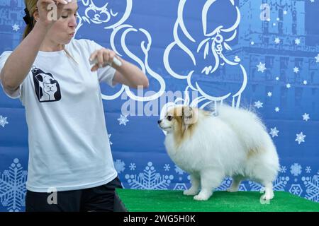 Eine Tierpflegerin nutzt ihre Hände, um die Aufmerksamkeit eines pommerschen Hundes zu halten und den Haarschnitt des Tieres zu demonstrieren Stockfoto