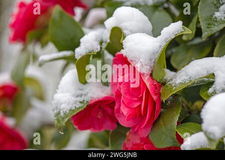 Rote Blüten bedeckt mit Schnee Stockfoto