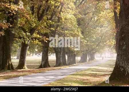 allee mit alten Eichenbäumen im Herbstmorgendnebel Stockfoto