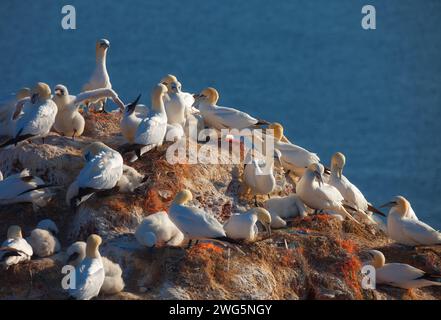 Blick von oben auf Tölpel mit Plastik am Nest an helgoland Küste Stockfoto