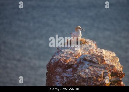 Blick von oben auf Tölpel mit Plastik am Nest an helgoland Küste Stockfoto