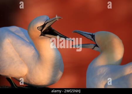 Kämpfende Tölpel auf Felsen auf Helgoland Stockfoto