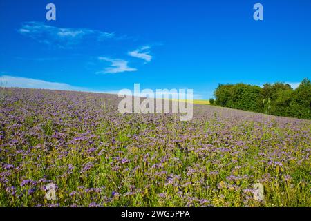 Feld von lila Wildblumen mit blauem Himmel Stockfoto