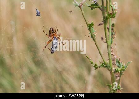 Kreuzspinne im Netz mit Spuned Fly Stockfoto