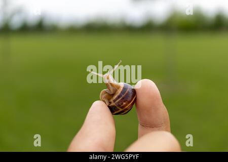 Nahaufnahme der menschlichen Hand, die kleine Schnecke hält - inmitten von grünem Feld und bewölktem Himmel. Aufgenommen in Toronto, Kanada. Stockfoto