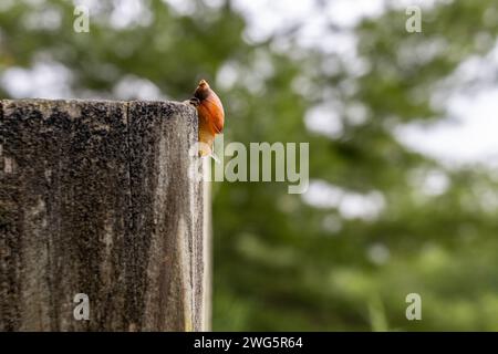 Kleine orangefarbene Schnecke mit einer glänzenden Schale - am Rand einer strukturierten, grauen Steinsäule - verwischter grüner Hintergrund. Aufgenommen in Toronto, Kanada. Stockfoto