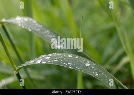 Morgentau – glitzernd auf grünen Grashalmen – Nahaufnahme. Aufgenommen in Toronto, Kanada. Stockfoto