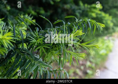 Regenbedeckte grüne Blätter - Tautropfen glitzern - lebendige natürliche Umgebung - üppiges Laub - ruhige Atmosphäre. Aufgenommen in Toronto, Kanada. Stockfoto