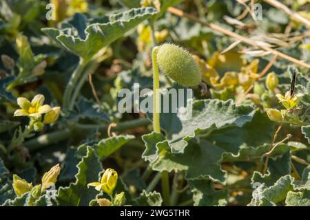 Eine spritzende Gurke mit Blumen und Blättern Stockfoto