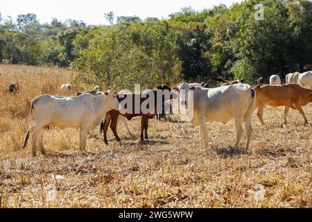 Kühe und Farren in Herden auf trockenem Grasfeld. Eine Kuh schaut auf die Kamera. Rinderherde Stockfoto