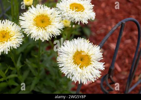 Weiße Asterblumen - hellgelbe Mitte - üppiges grünes Laub - rote Mulchbodendecke. Aufgenommen in Toronto, Kanada. Stockfoto