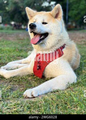 Akita Inu Hund ruht auf dem Parkboden an einem heißen Sommertag in Buenos Aires, Argentinien Stockfoto