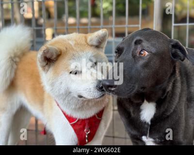 Akita inu Dog spielt mit einem streunenden Hund in Buenos Aires, Argentinien Stockfoto