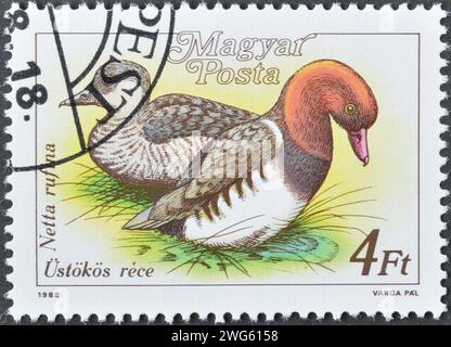 Gestempelte Briefmarke, gedruckt von Ungarn, auf der Rotkampfpfpfpfkartoffel (Netta rufina), ca. 1988. Stockfoto