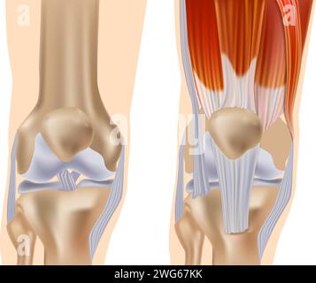 Anatomie der Kniegelenksvorderansicht. Kniemuskulatur und Bänder Teile. Kniesehnen Stock Vektor