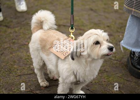 Berlin, Deutschland 03. Februar 2024: Menschenkette für Demokratie und gegen Rechtsextremismus an diesem Samstag am Berliner Reichstagsgebäude. Im Bild: Hund mit Schild: Hunde gegen rechts Reichstagsgebäude Berlin *** Berlin, Deutschland 03 Februar 2024 Menschenkette für Demokratie und gegen Rechtsextremismus am Samstag im Reichstagsgebäude in Berlin Bild Hund mit Schild Hunde gegen das rechte Reichstagsgebäude Berlin Copyright: XFotostandx/xReuhlx Stockfoto