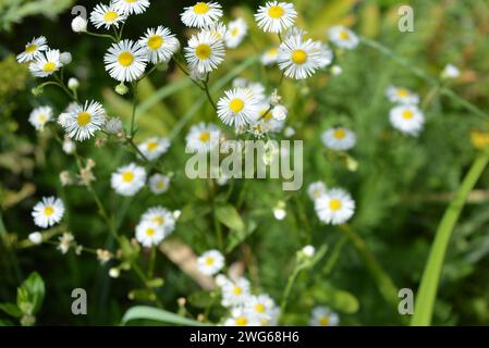 Schöne schwerelose Kamillenblüten mit gelbem Zentrum und kleinen weißen Blüten auf grünem Hintergrund wie Kamillen. Stockfoto