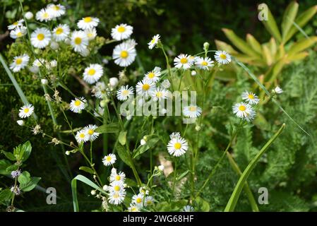 Schöne schwerelose Kamillenblüten mit gelbem Zentrum und kleinen weißen Blüten auf grünem Hintergrund wie Kamillen. Stockfoto