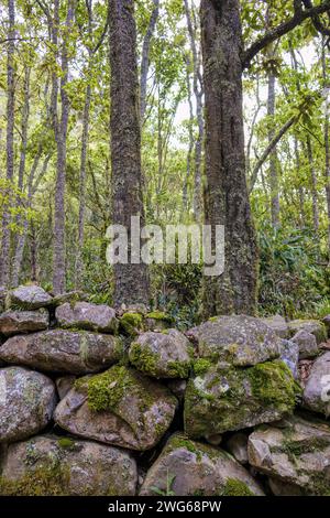 Ein Abschnitt einer sehr alten Steinmauer, bedeckt mit Moos, mit einem Eichenwald im hinteren Teil, am Hügel des Iguaque-Berges in den zentralen Anden. Stockfoto