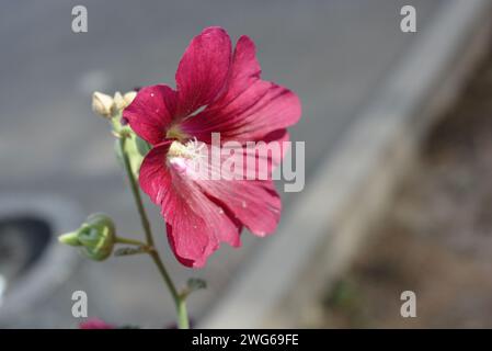 Eine Blume aus Margaritas in Kirschfarbe mit reflektierenden Blütenblättern und einem weißen Kern mit reflektierender Reaktion auf grauem Hintergrund. Stockfoto