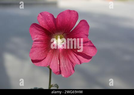 Eine Blume aus Margaritas in Kirschfarbe mit reflektierenden Blütenblättern und einem weißen Kern mit reflektierender Reaktion auf grauem Hintergrund. Stockfoto