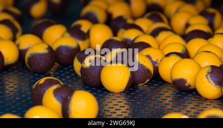 Fischköder auf dem Förderband in einer Fischfabrik Karpfenfischen Stockfoto