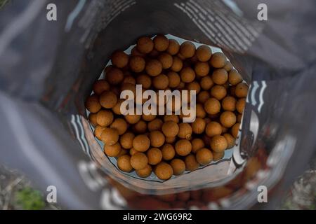 Fischköder auf dem Förderband in einer Fischfabrik Karpfenfischen Stockfoto