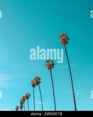 Reihe mexikanischer Fächerpalmen Skyduster Stockfoto