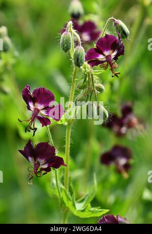 Blühender Dusky Kranschnabel oder Trauer Witwe oder schwarze Witwe (Geranium phaeum) Schatten tolerante Pflanze, lila wilde Blumen vertikales Bild, Ungarn, Tokaj Stockfoto