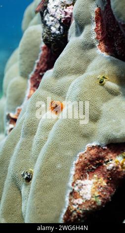 Nahaufnahme von weihnachtsbaumwürmern an einem Korallenriff vor Fuvahmulah, Malediven Stockfoto