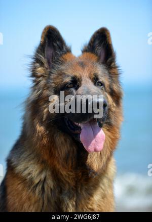 Chef des deutschen Hirten, der am Strand läuft Stockfoto