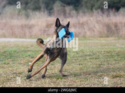 malinois-Training für Gehorsamsdisziplin in der Natur Stockfoto