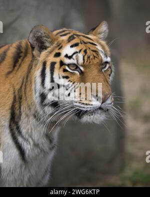 Amur Tiger (Panthera tigris altaica) Nahaufnahme Porträt Stockfoto