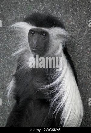 Angolanischer Colobus (Colobus angolensis) Nahaufnahme Porträt Stockfoto