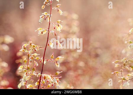Nebelige Landschaft. Feld im Morgennebel - Makro, Details. Stockfoto