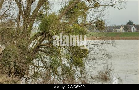 Baum im Winter über einem Fluss hängen, mit Mistel, die an den Zweigen wächst Stockfoto