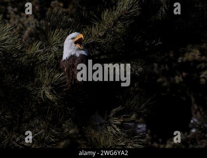 Weißkopfseeadler fischen im South Platte River Colorado Stockfoto