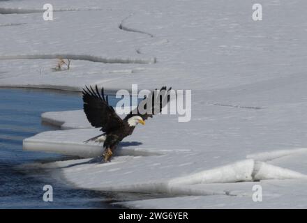 Weißkopfseeadler fischen im South Platte River Colorado Stockfoto