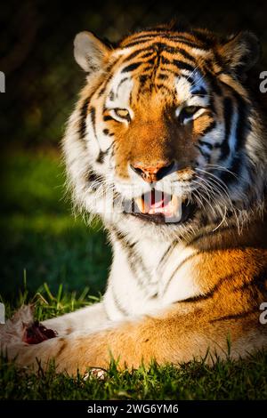 Kopfschuss eines gefährdeten Amur-Tigers. Bild aufgenommen im Dartmoor Zoo, Großbritannien. Stockfoto