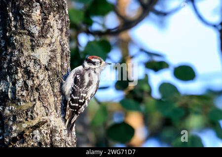 Der haarige Holzspecht (Leuconotopicus villosus) sitzt in einem Baum in Alaska Stockfoto