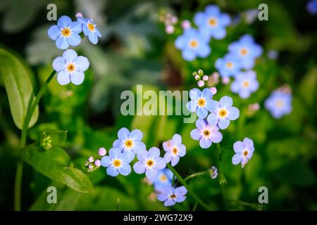 Forget-Me-nots (Myosotis skorpioides), die Alaska State Flower, in Girdwood, Alaska Stockfoto